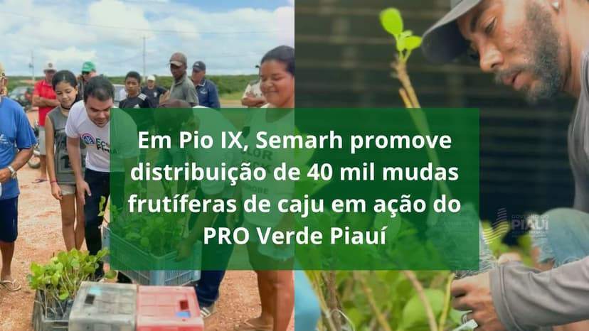em-pio-ix-semarh-promove-distribuicao-de-40-mil-mudas-frutiferas-de-caju-em-acao-do-pro-verde-piaui