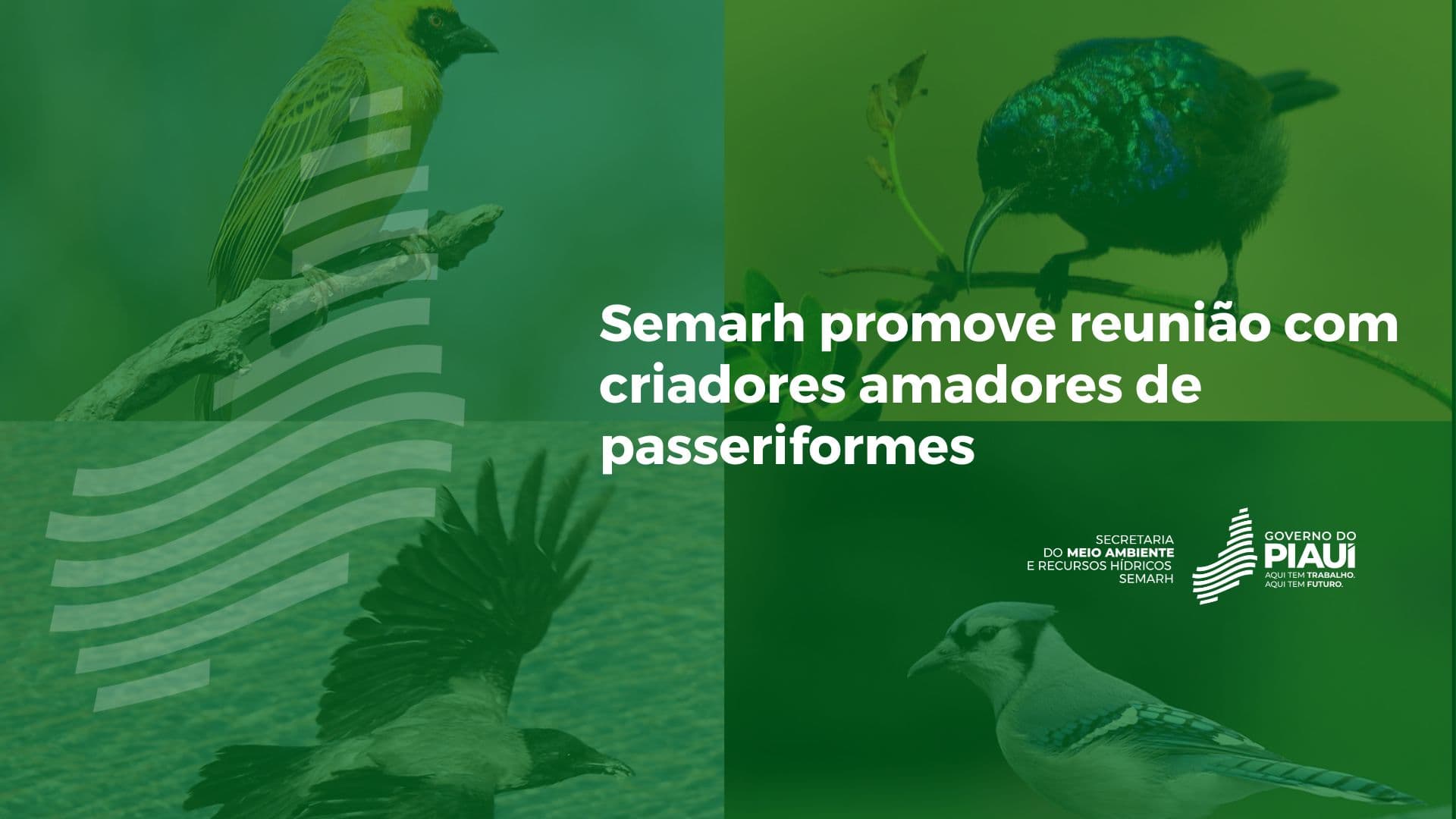 Semarh promove reunião com criadores amadores de passeriformes