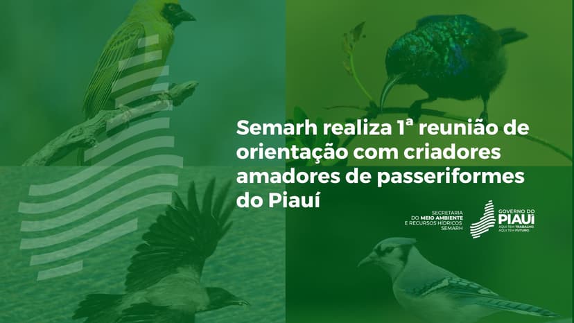 semarh-realiza-1a-reuniao-de-orientacao-com-criadores-amadores-de-passeriformes-do-piaui