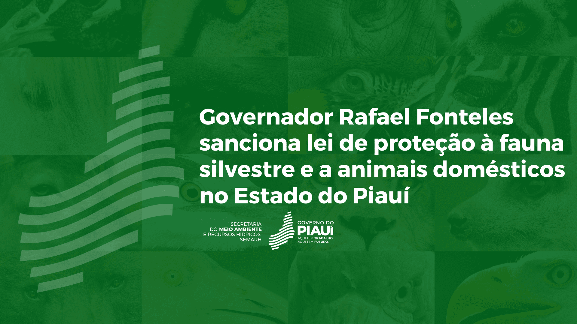 Governador Rafael Fonteles sanciona lei de proteção à fauna silvestre e a animais domésticos no Estado do Piauí