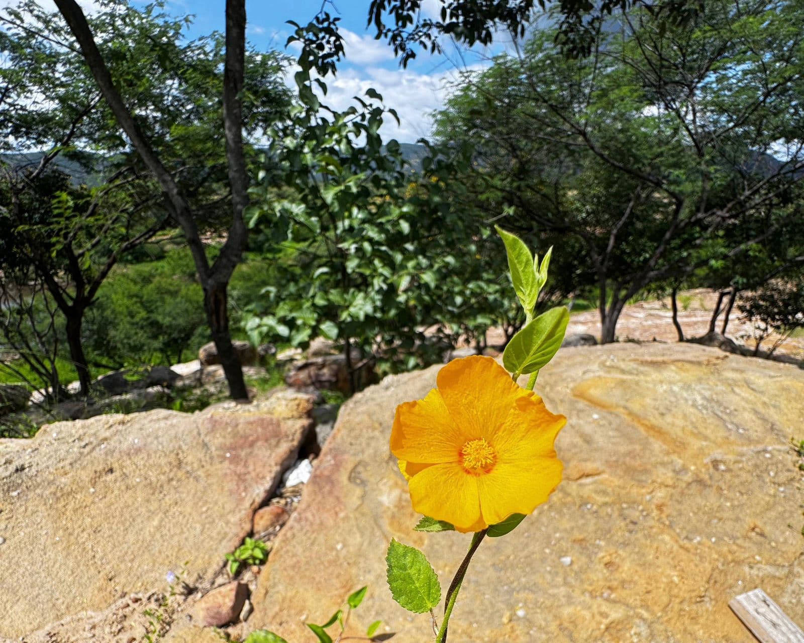 Área em Buriti dos Montes