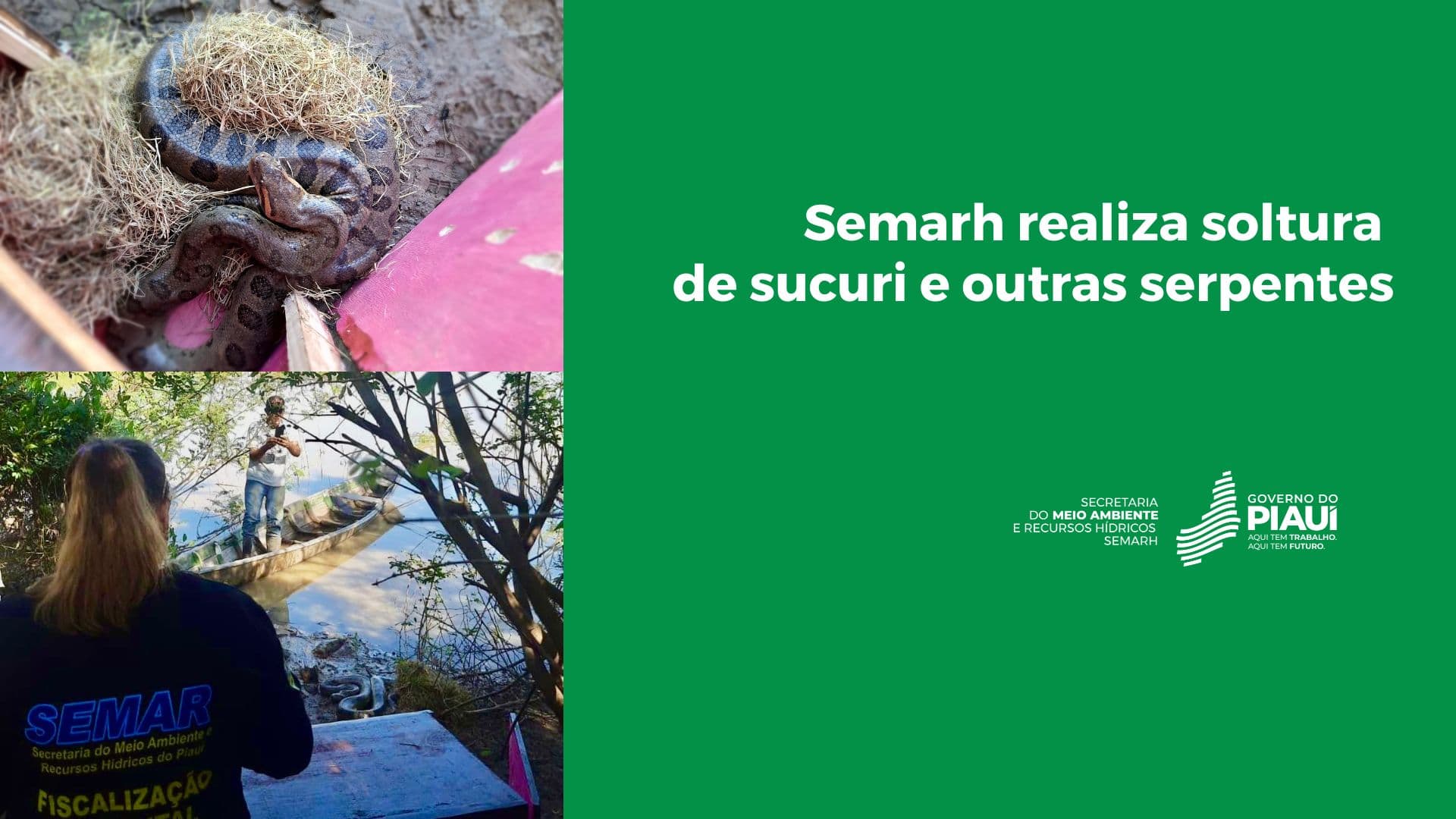 Semarh realiza soltura de sucuri e outras serpentes