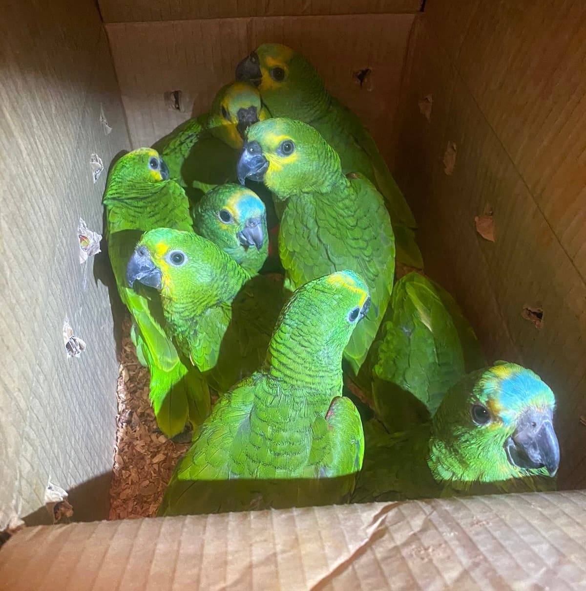 Semarh acolhe aves apreendidas em ação da Polícia Militar contra Tráfico de Animais Silvestres em Lagoa do Barro