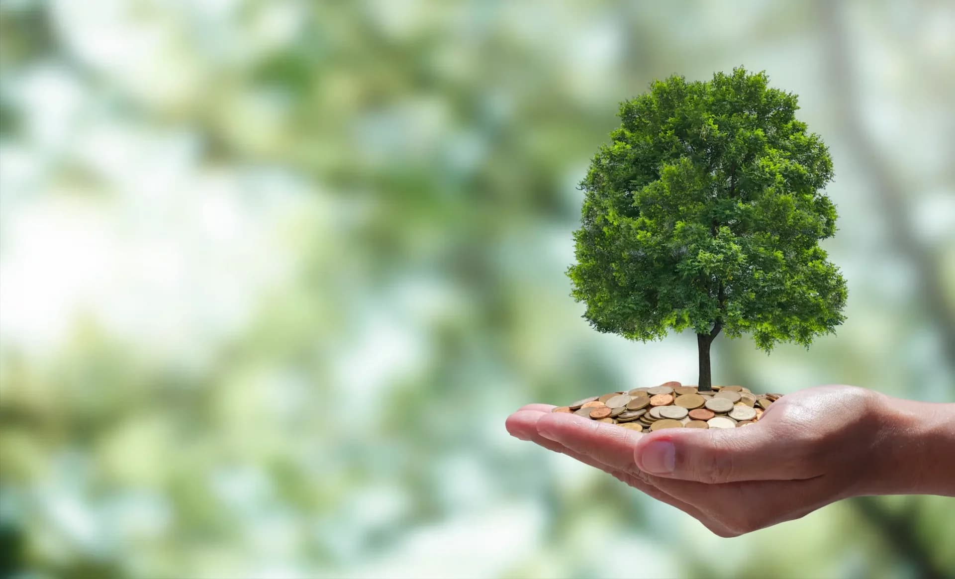 Piauí possui potencial na capitalização de créditos de carbono com nova legislação federal