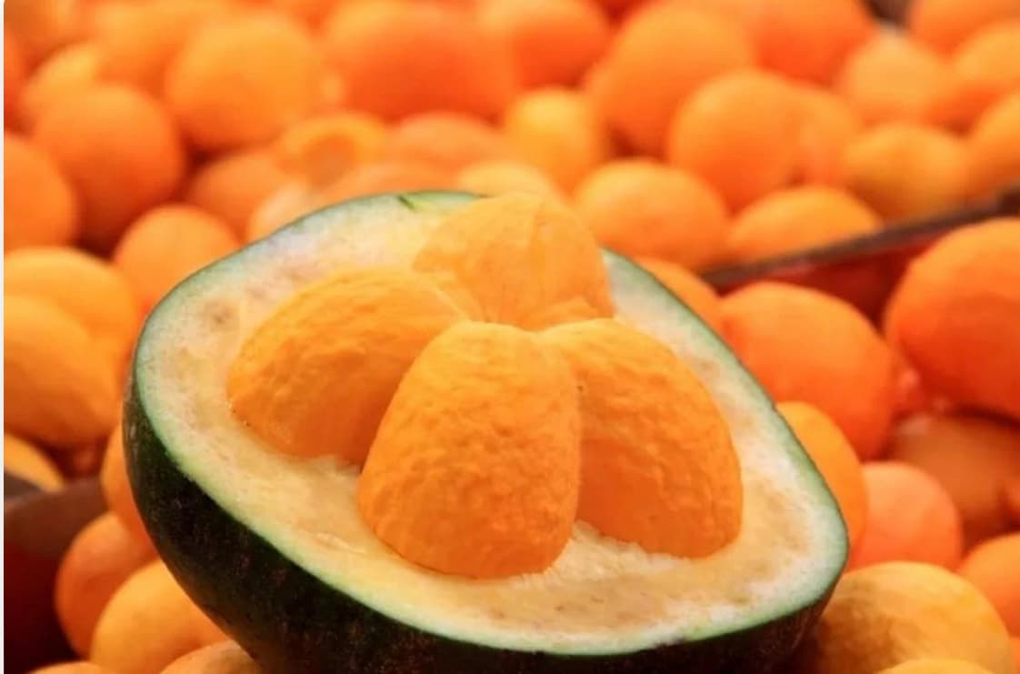 Secretário Daniel Oliveira destaca a importância da Lei do Pequi para a preservação do Cerrado e fortalecimento das comunidades tradicionais