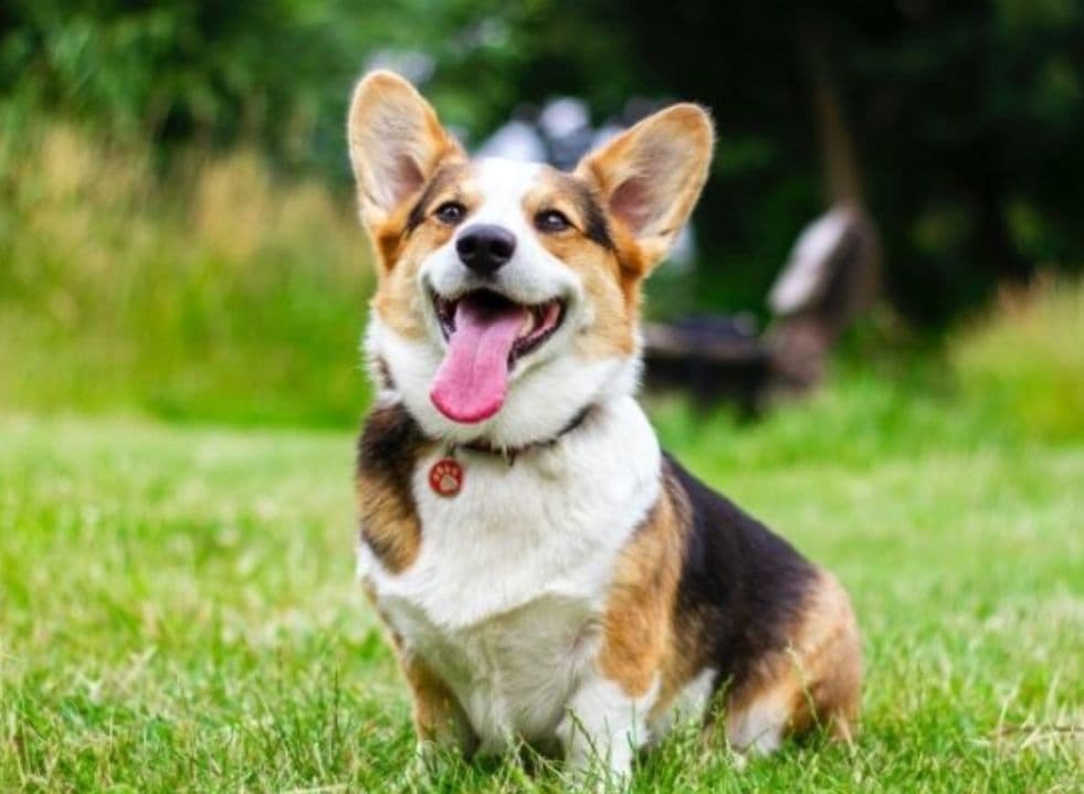 Semarh promove solenidade de doação de 5 toneladas de ração para causa animal