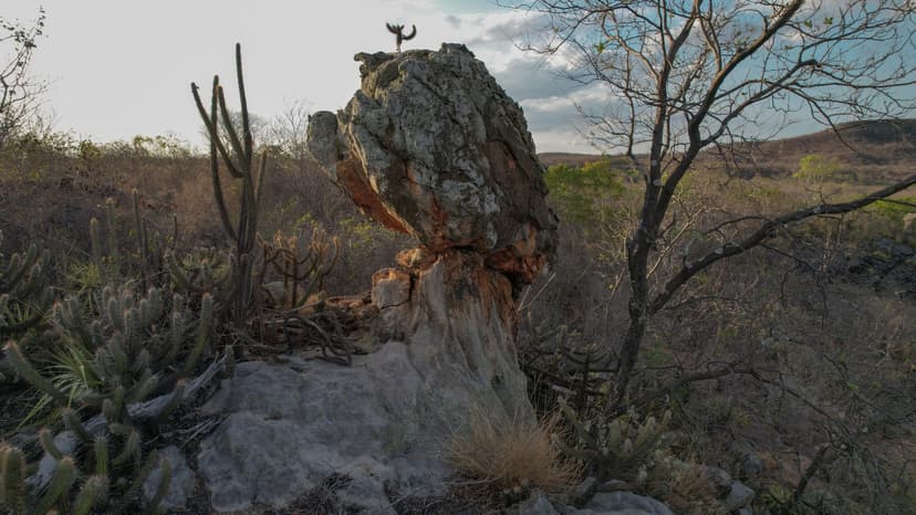 governo-do-piaui-cria-area-de-protecao-ambiental-do-vale-dos-buritis-e-carnaubais-impulsionando-desenvolvimento-sustentavel-e-corredor-ecologico