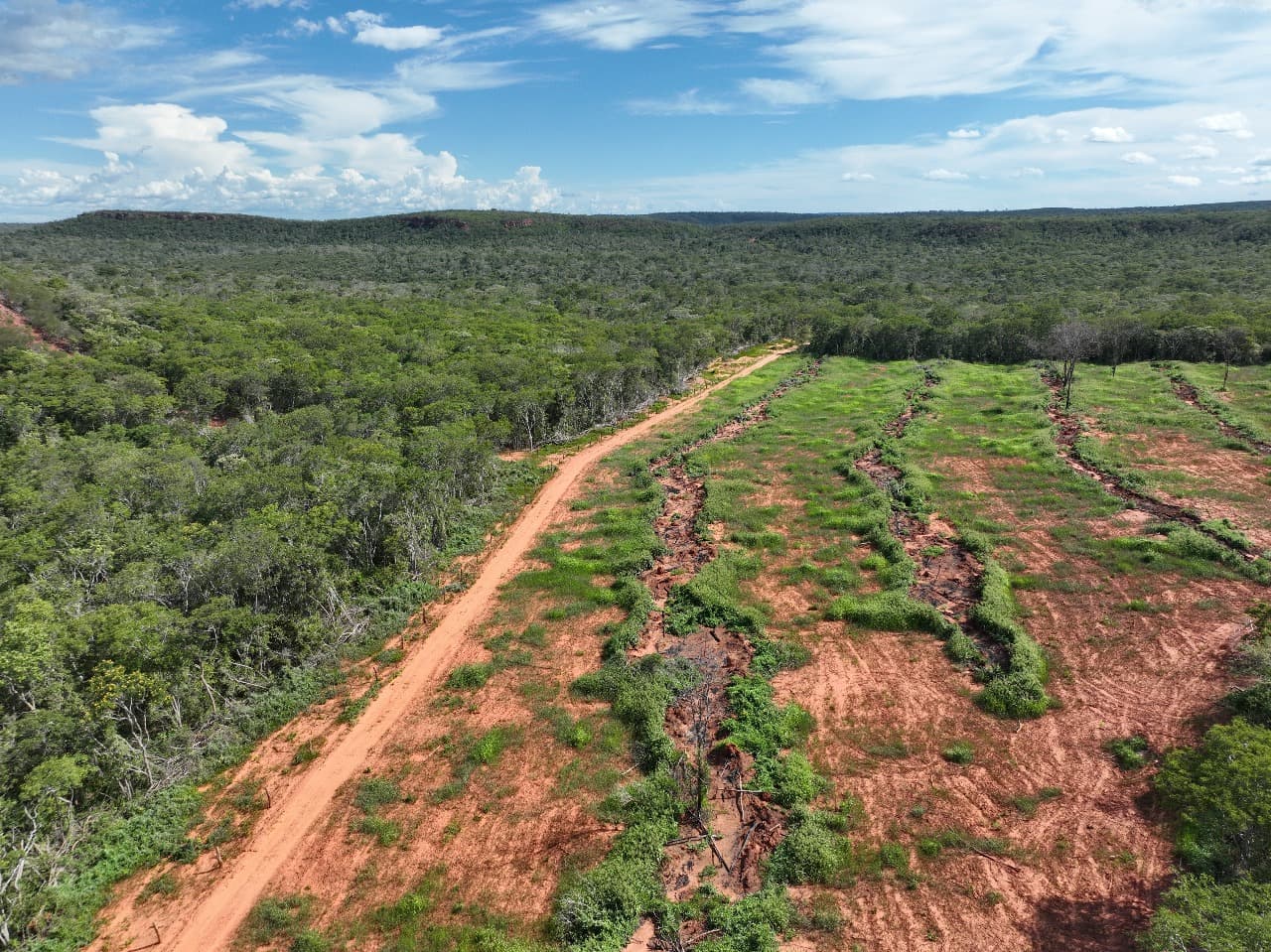 Piauí reduz em quase 12,4% o desmatamento ilegal em 2024, aponta MapBiomas