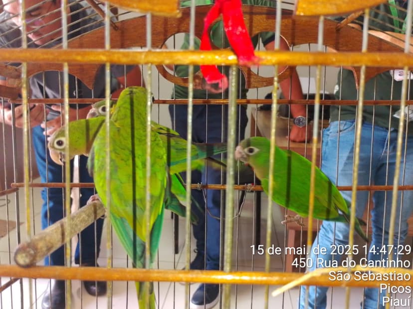 semarh-acolhe-e-recupera-animais-silvestres-resgatados-no-piaui