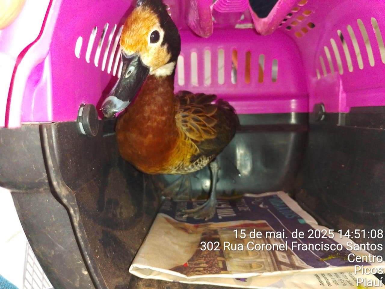 A última operação policial realizada em Picos, resultou na apreensão de 12 animais silvestres.