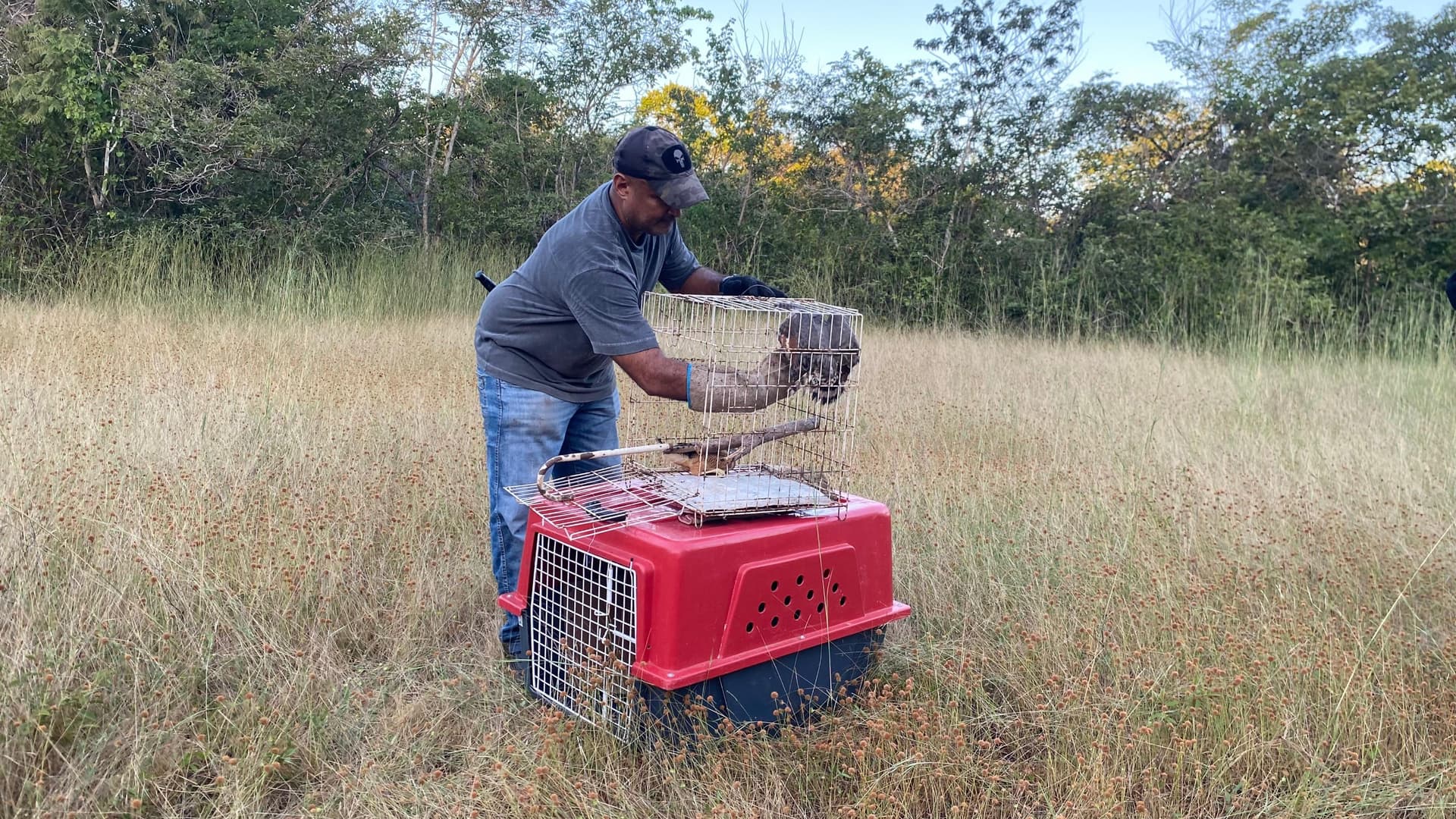 Semarh realiza soltura de 50 animais silvestres reabilitados no Norte do Piauí