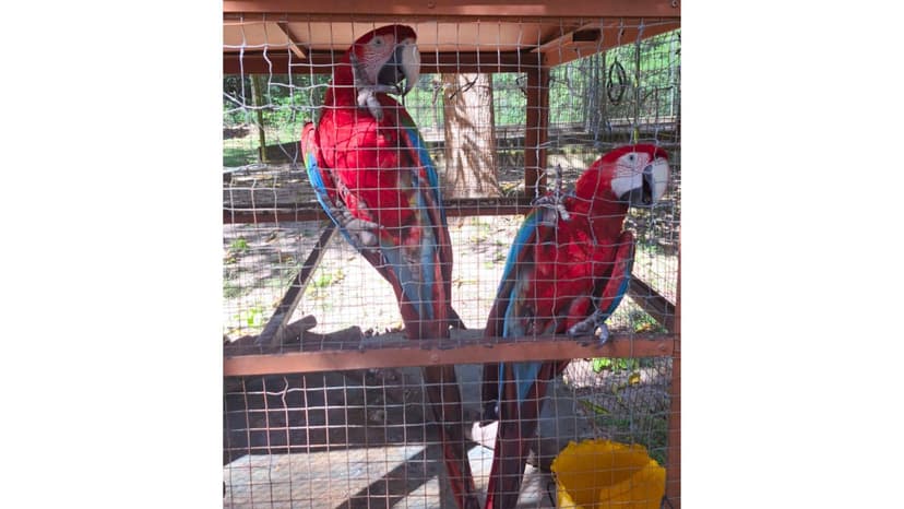 semarh-realiza-acolhimento-de-araras-vermelhas-em-barras-com-apoio-de-cidadao-consciente