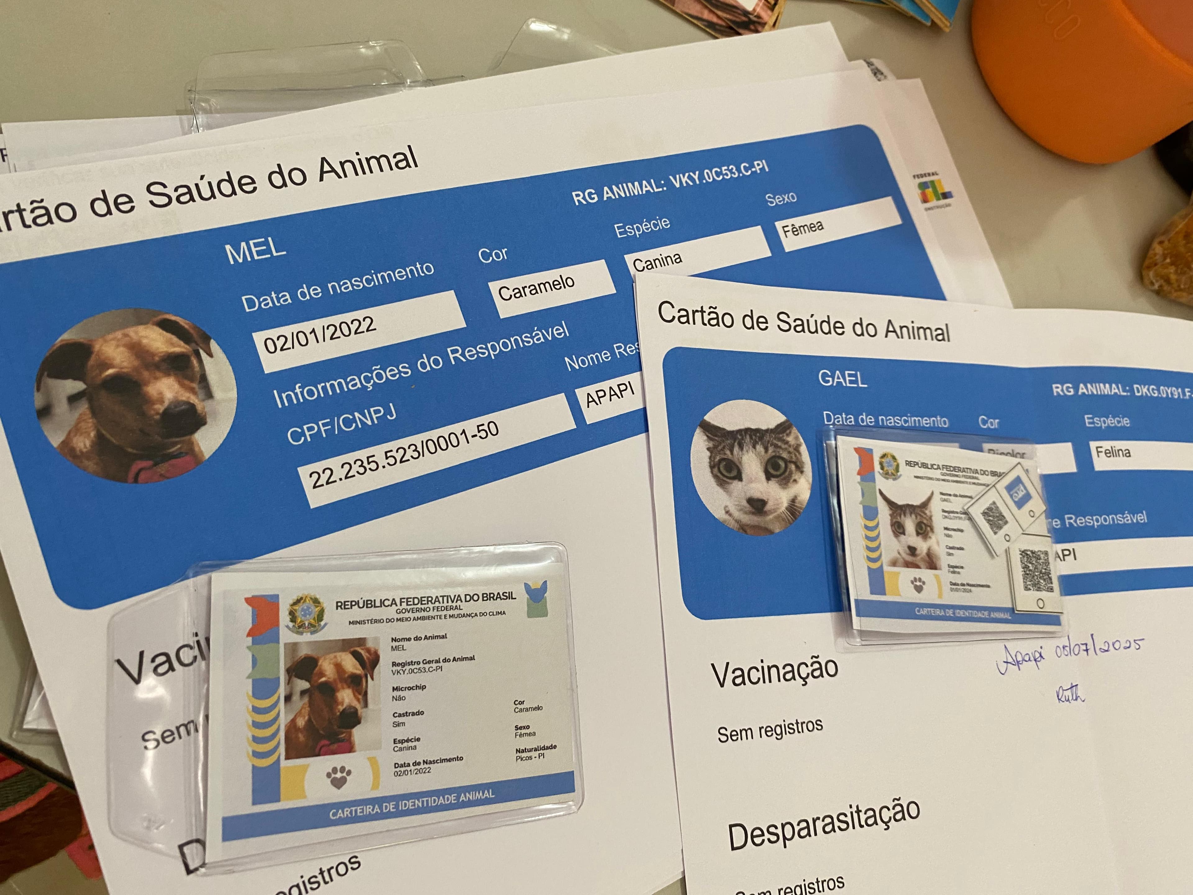 Além da castração, receberam vacinas, coleiras antiparasitárias e registro no SinPatinhas.