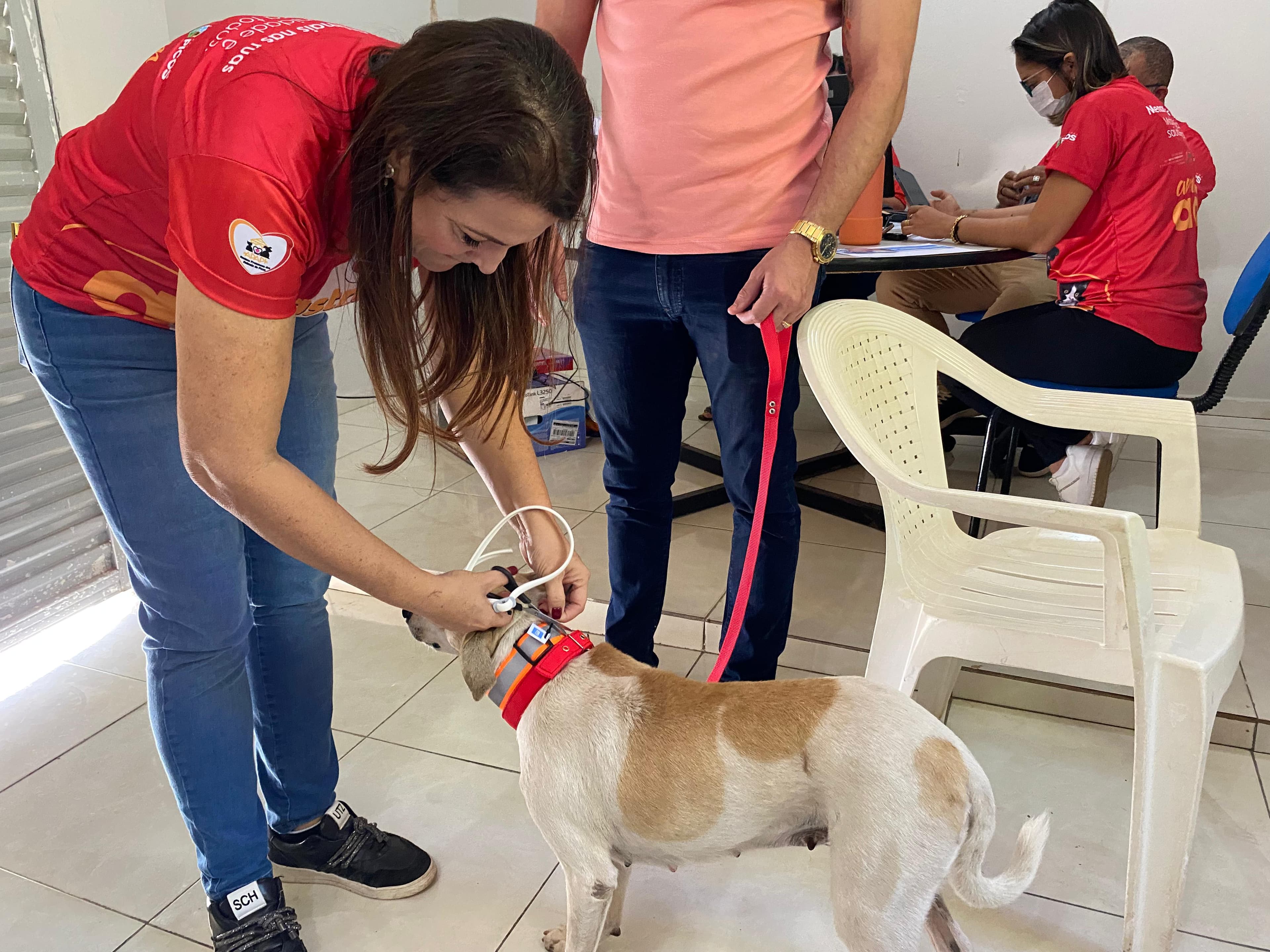 Além da castração, receberam vacinas, coleiras antiparasitárias e registro no SinPatinhas.