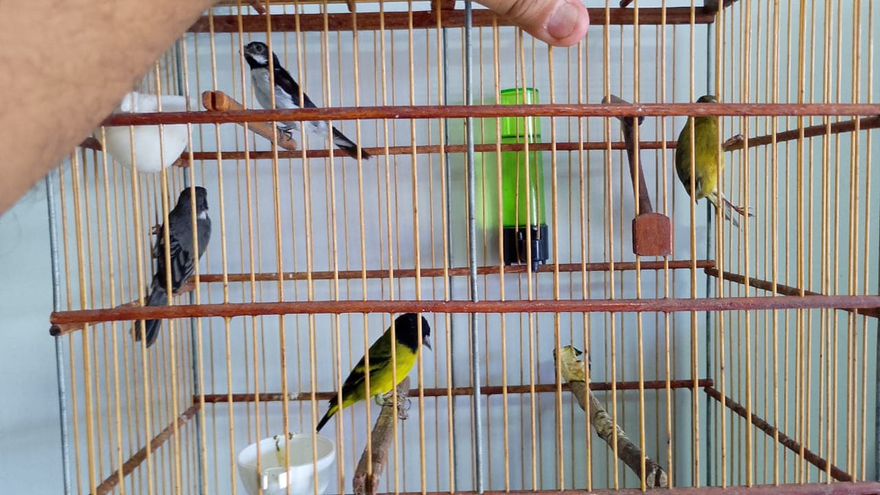 SEMARH acolhe 20 animais silvestres em Picos e mostra compromisso com a vida da nossa fauna