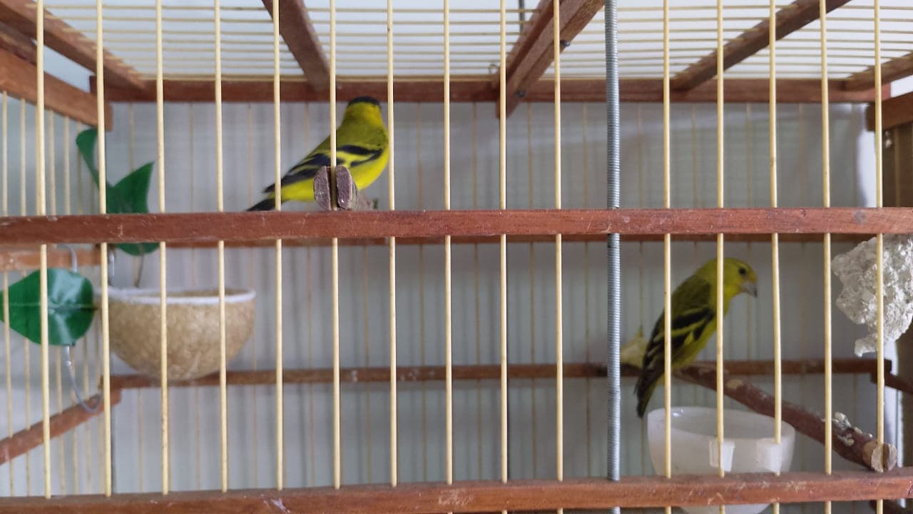 SEMARH acolhe 20 animais silvestres em Picos e reforça compromisso com o bem-estar da fauna.