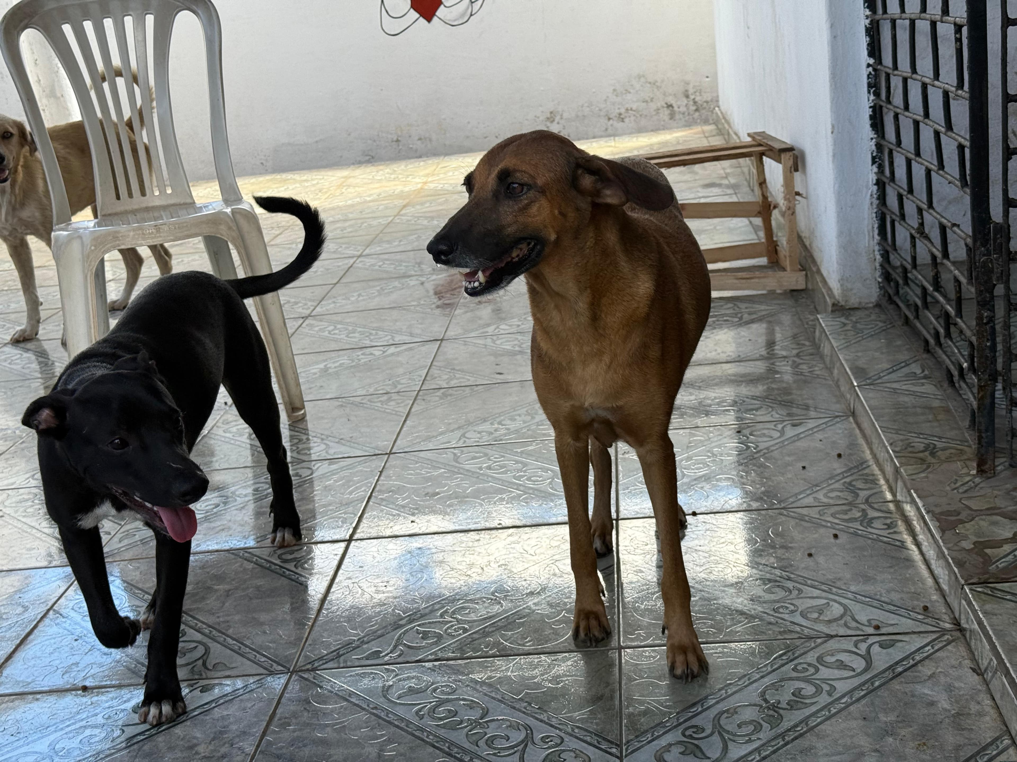 Animais acolhidos pela a Arca