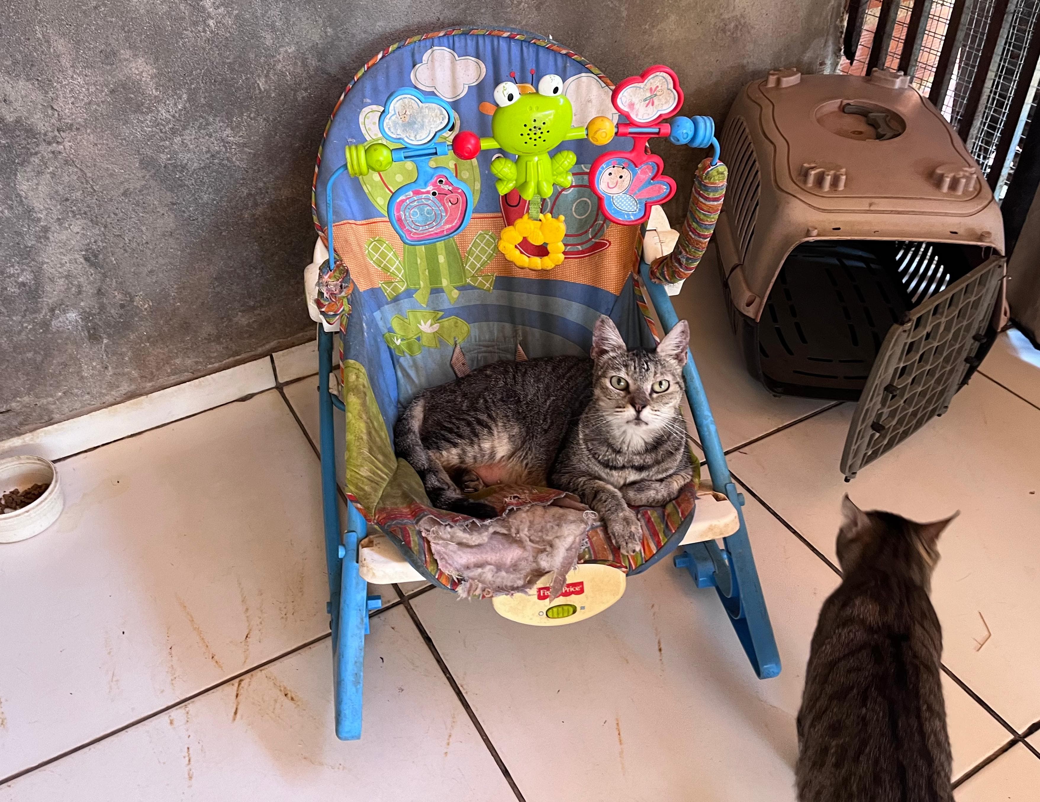 Gato acolhido pela a protetora Assunção