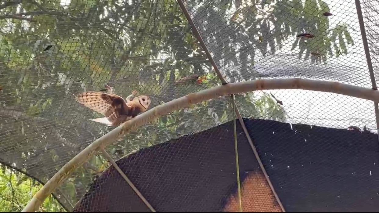 Semarh realiza transferência de corujas adultas, resgatadas ainda filhotes no início do ano