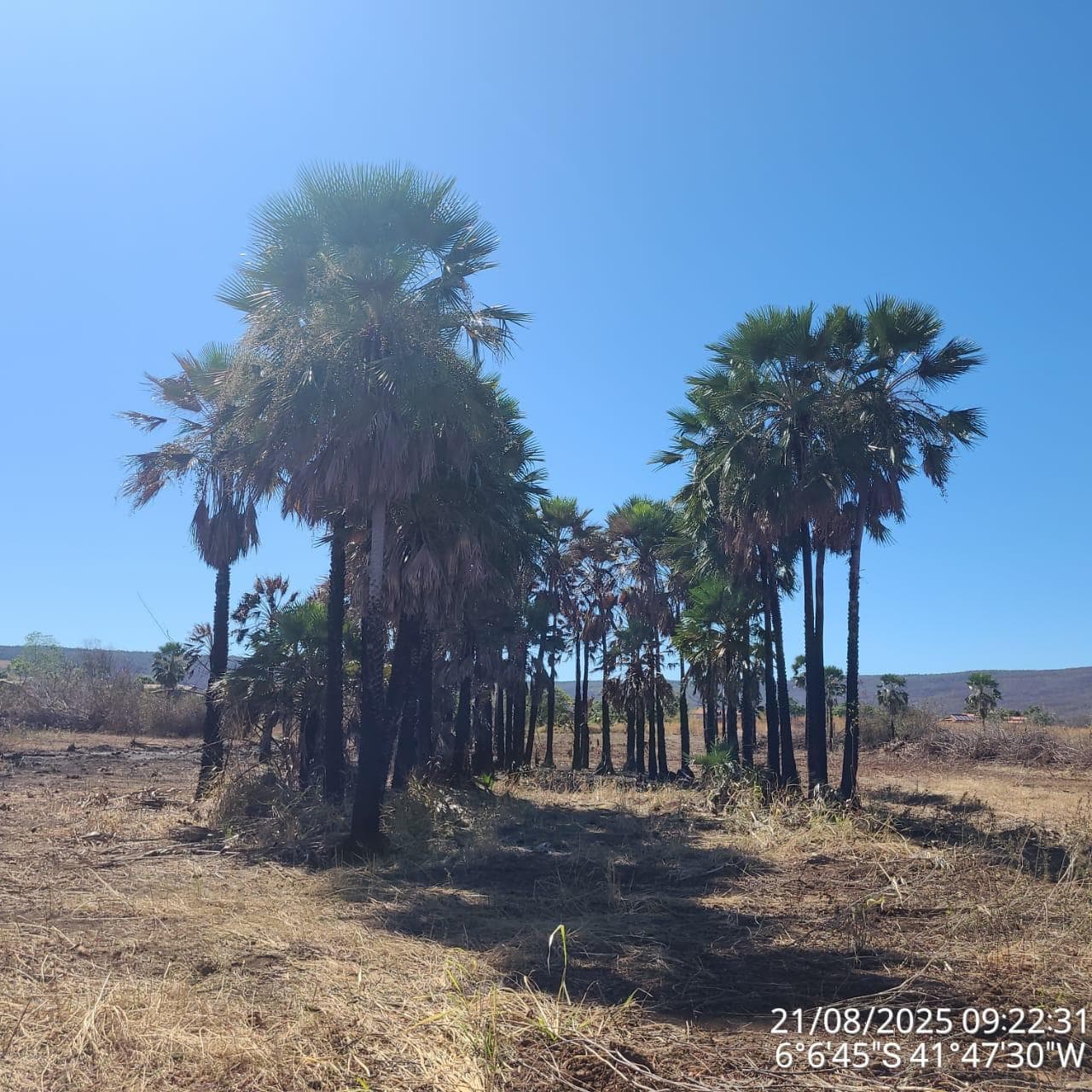 Piauí tem queda histórica no desmatamento Ilegal e se destaca na preservação ambiental