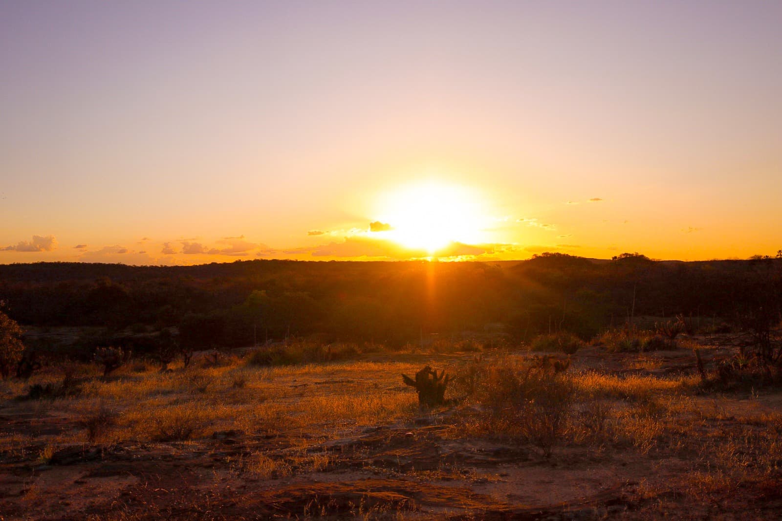 No Dia do Cerrado, Piauí mostra que dá pra crescer sem destruir