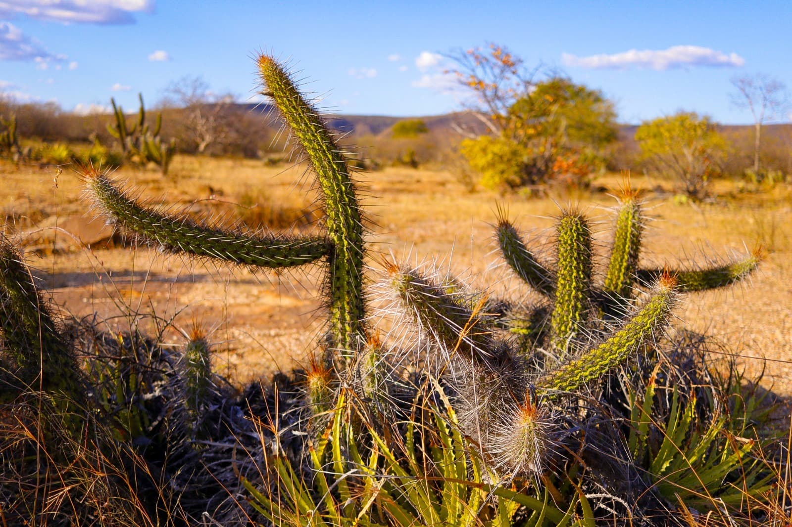 Semarh intensifica fiscalização no Cerrado piauiense