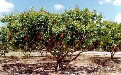 Piauí: onde cada árvore plantada aponta para o futuro