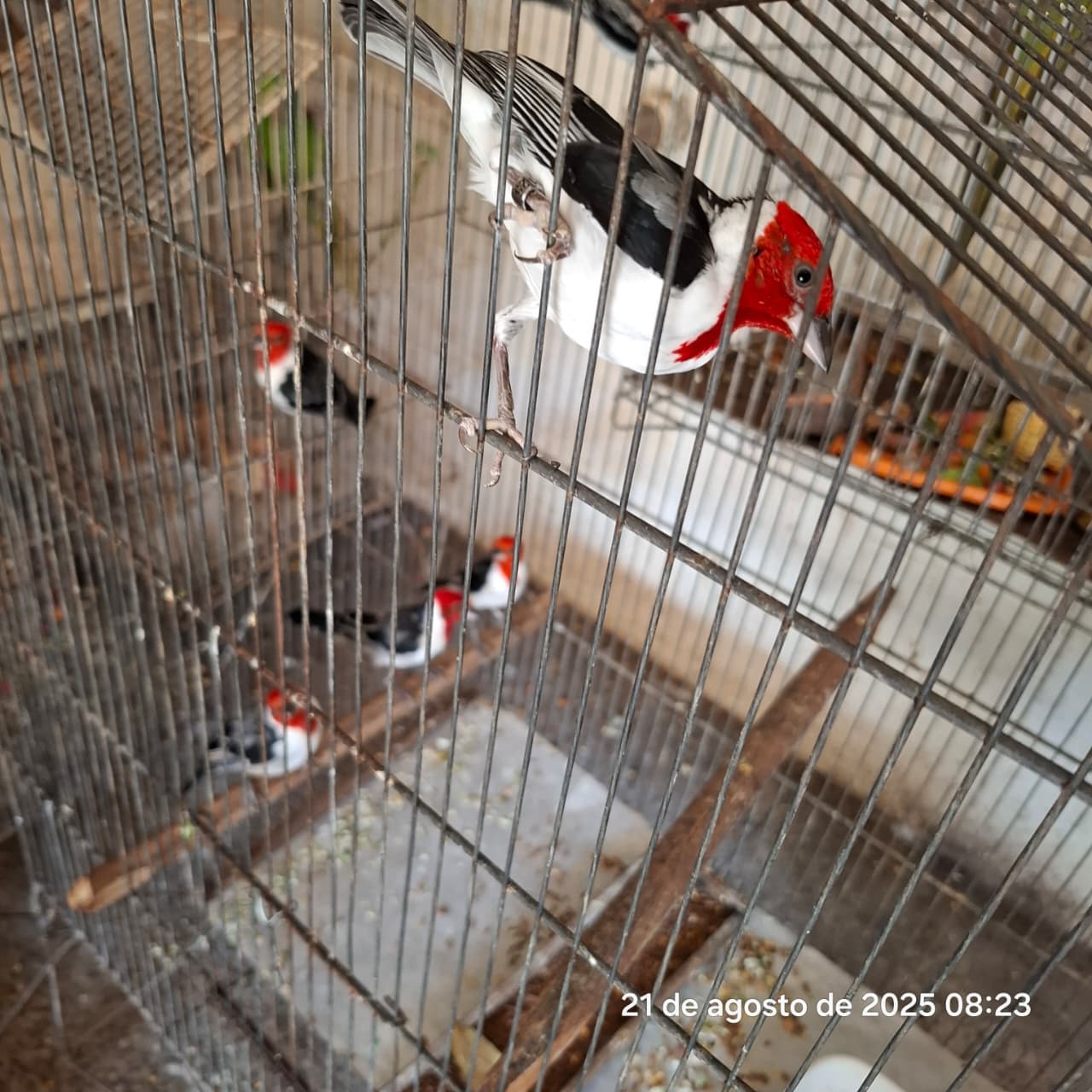 No Dia de Defesa da Fauna, Piauí celebra com soltura de 26 animais reabilitados