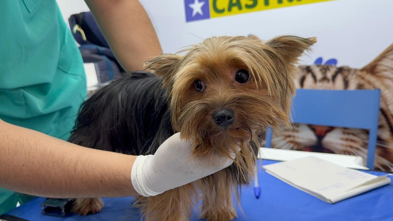 Castramóvel leva atendimento gratuito a Água Branca e já soma mais de 200 procedimentos em dois meses
