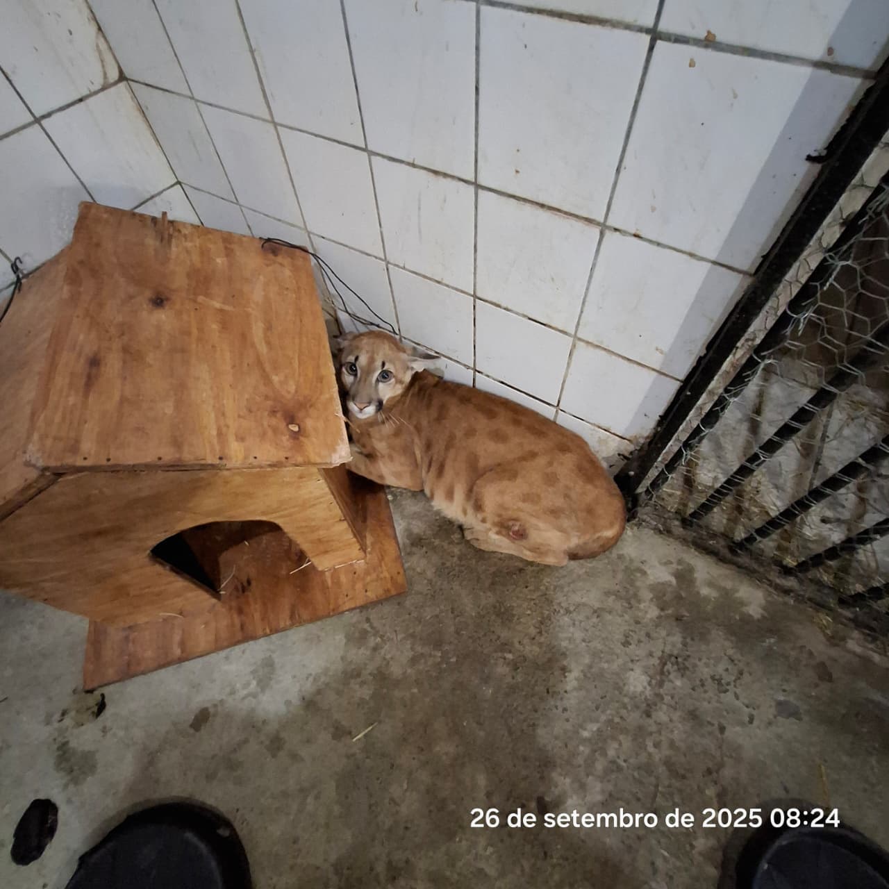 Um mês de cuidados: oncinha resgatada de queimadas se recupera no Cetas