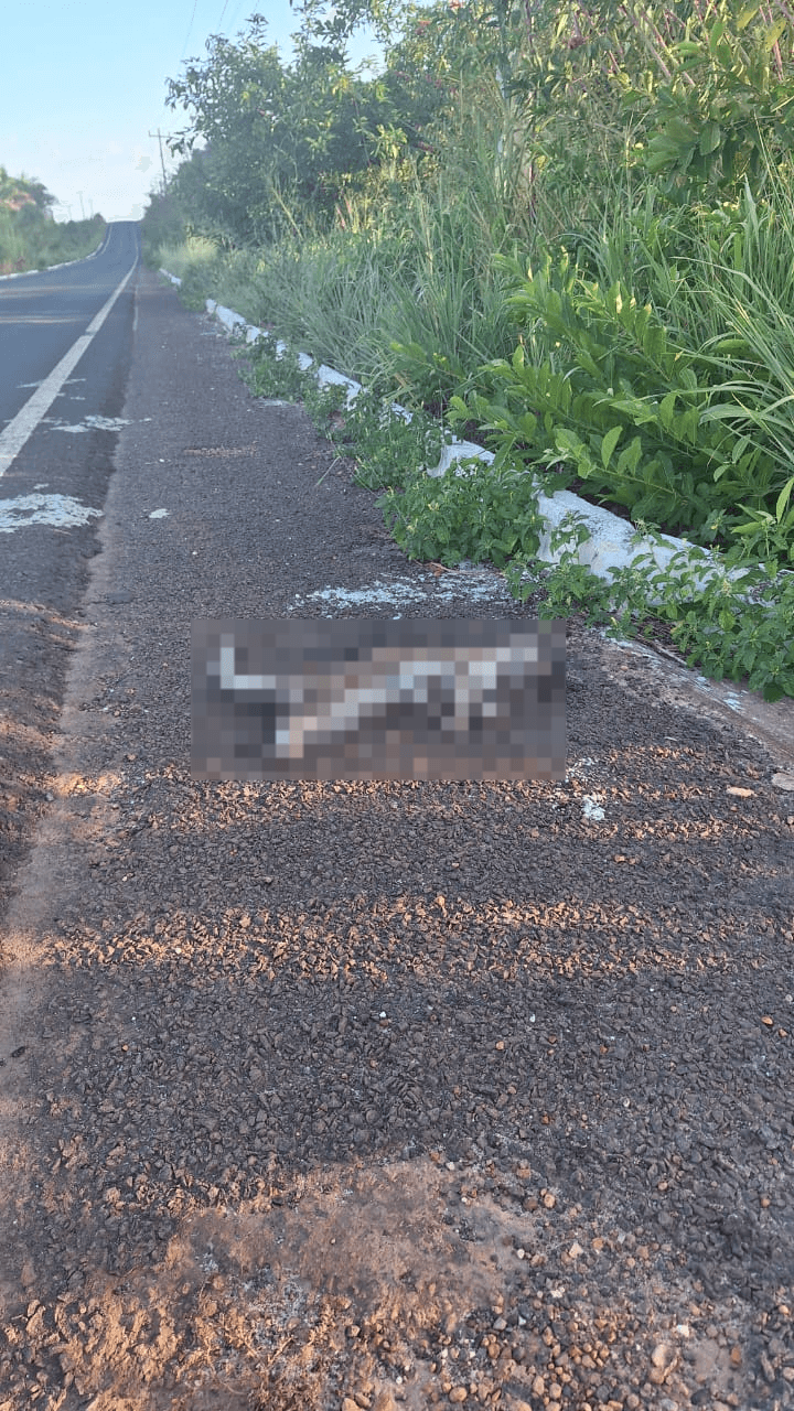 Semarh realiza vistoria na PI-112 após série de atropelamentos de animais silvestres e reforça fiscalização no trecho