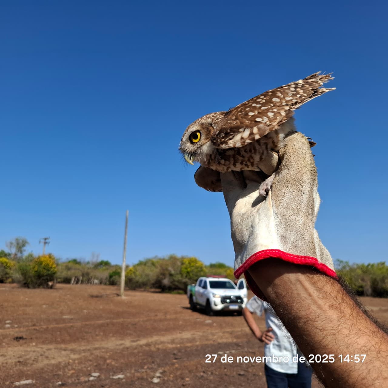 Foram liberados 20 jabutis, das espécies piranga e tinga, além de uma diversidade de aves e pequenos mamíferos.