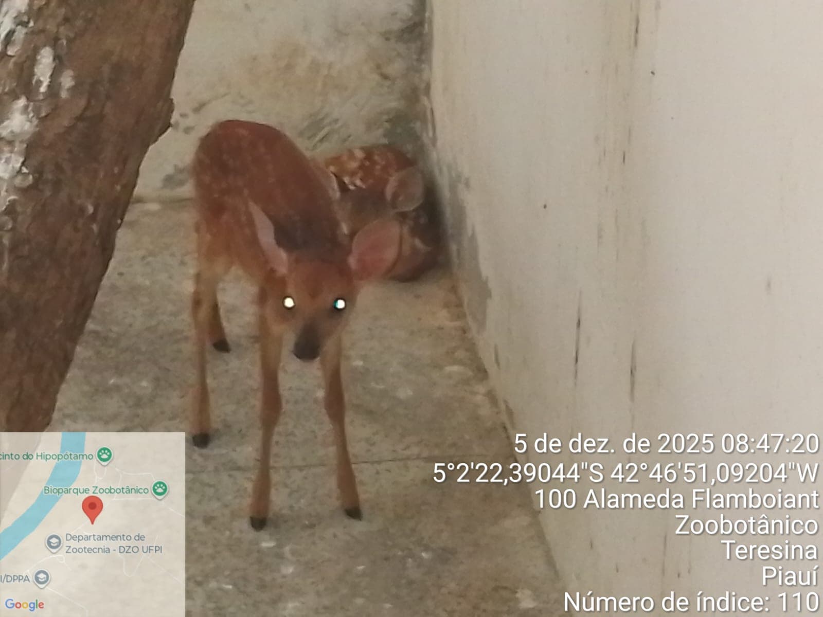 Filhote resgatado em Castelo do Piauí passa a fazer companhia a outro veado-catingueiro no Cetas da Semarh