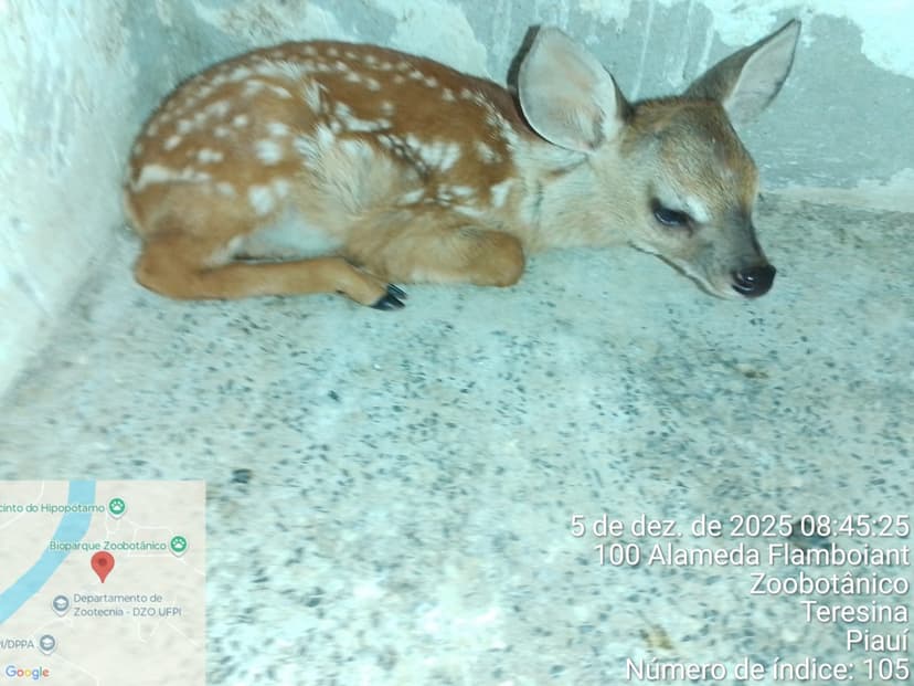 filhote-resgatado-em-castelo-do-piaui-passa-a-fazer-companhia-a-outro-veado-catingueiro-no-cetas-da-semarh