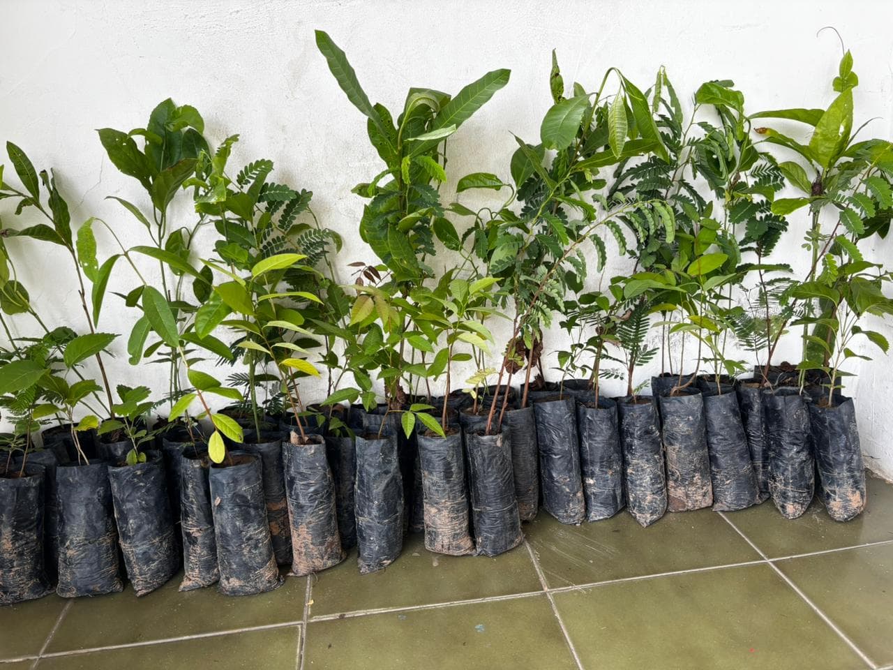 Semarh amplia reflorestamento no Piauí e entrega 26 mil mudas em nova etapa do Proverde