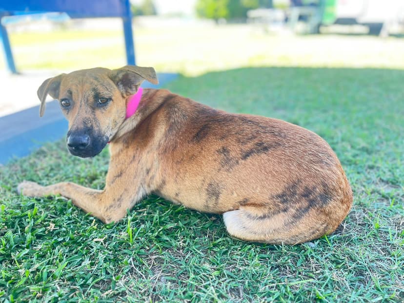 castramovel-retorna-a-teresina-apos-bater-recordes-no-interior-e-reforca-protecao-animal-no-piaui