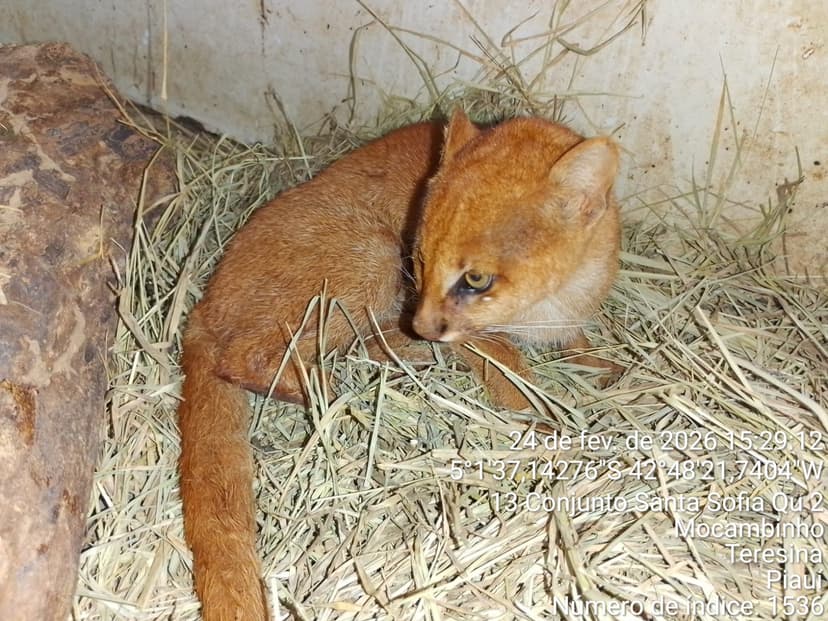 gato-mourisco-e-resgatado-em-castelo-do-piaui-e-passa-por-reabilitacao-no-cetas