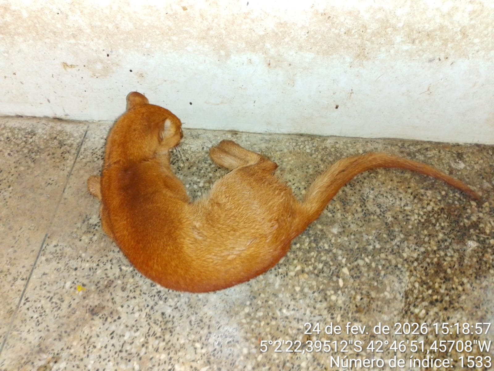 Gato-mourisco é resgatado em Castelo do Piauí e passa por reabilitação no Cetas