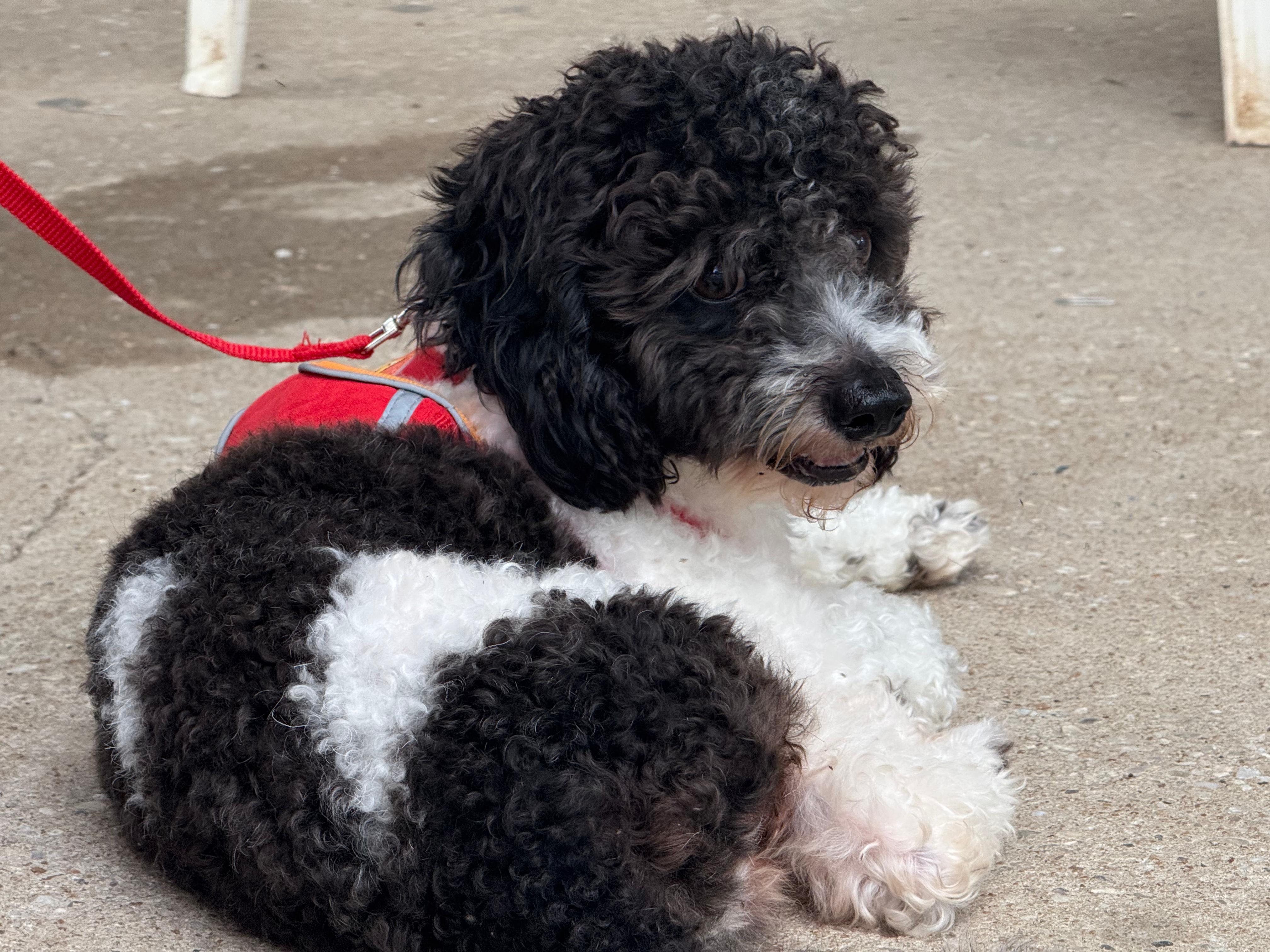 Castramóvel bate recorde em fevereiro e amplia em 37% número de castrações no Piauí