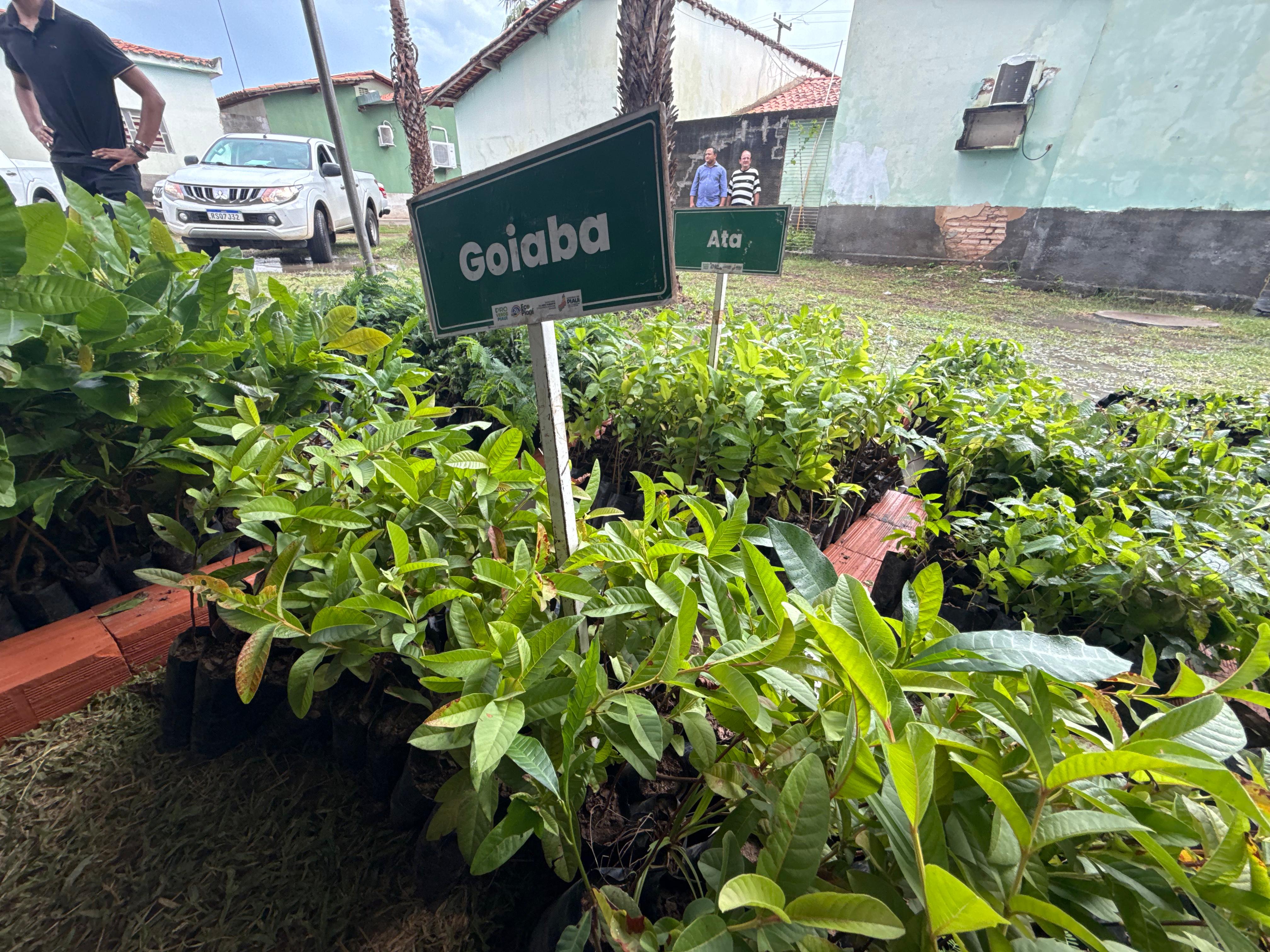 PRO Verde ultrapassa 3 milhões de mudas distribuídas e reforça compromisso ambiental no Piauí