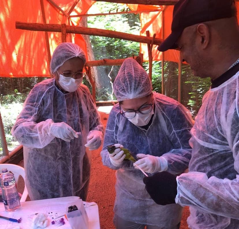 semarh-realiza-exames-para-garantir-solturas-seguras-de-especimes-de-fauna-silvestre-no-piaui