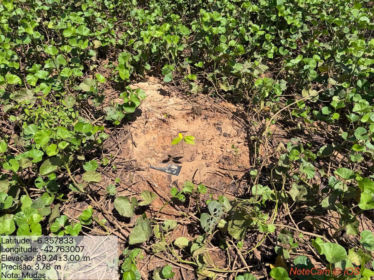 Recuperação de matas ciliares avança no Mimbó com apoio da Semarh