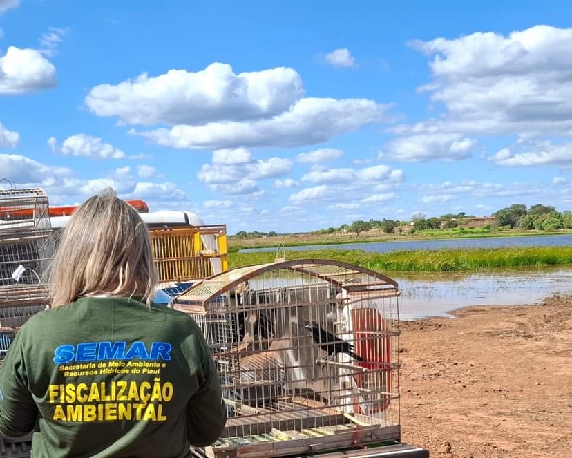semarh-realiza-soltura-de-animais-apreendidos-em-operacao-de-fiscalizacao