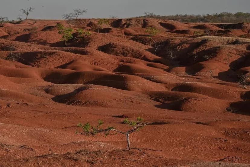 piaui-intensifica-acoes-para-recuperar-areas-degradadas-e-combater-a-desertificacao