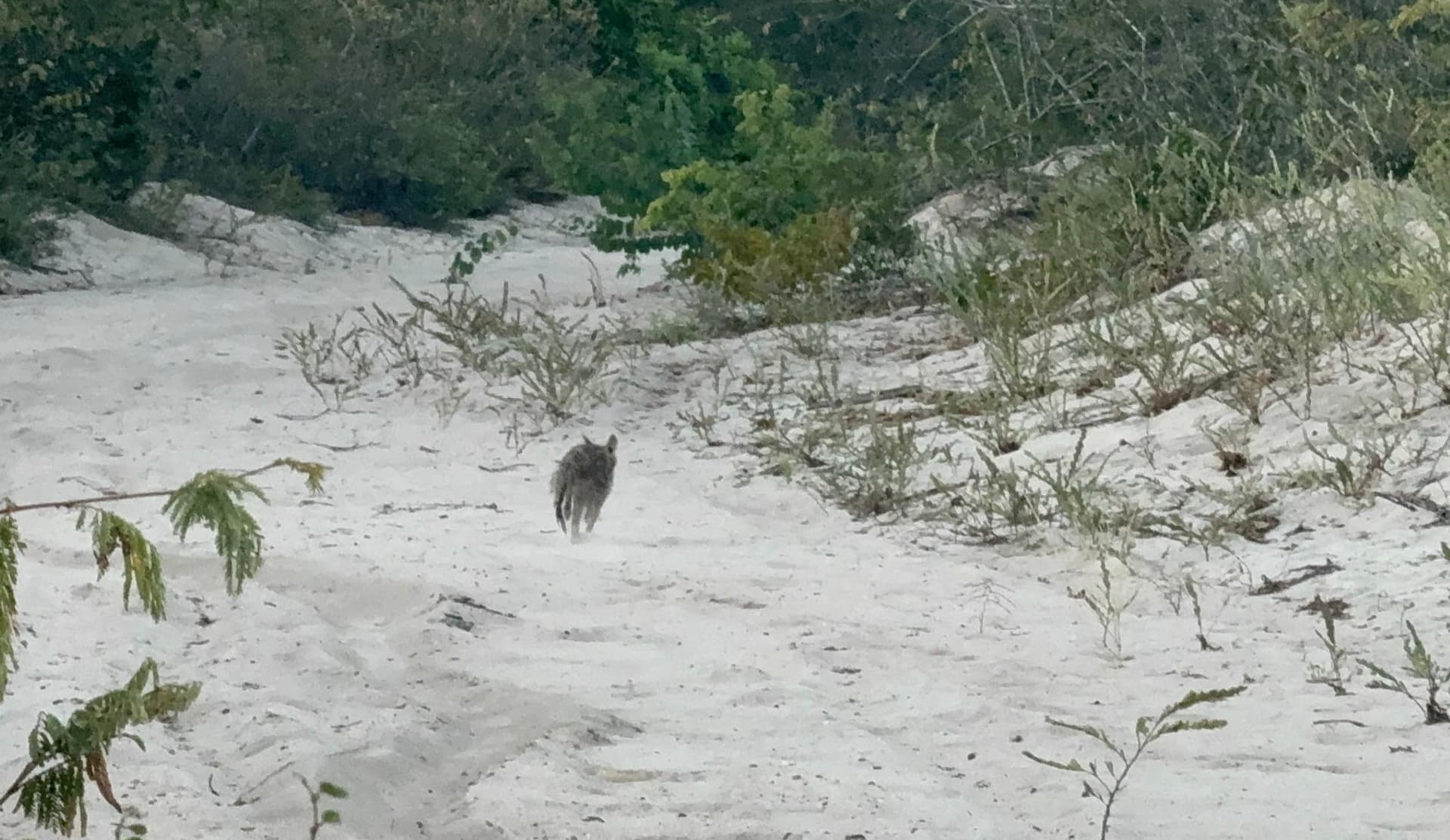 Raposa-do-campo e outros animais ganham nova chance de liberdade no Parque do Rangel, em Curimatá