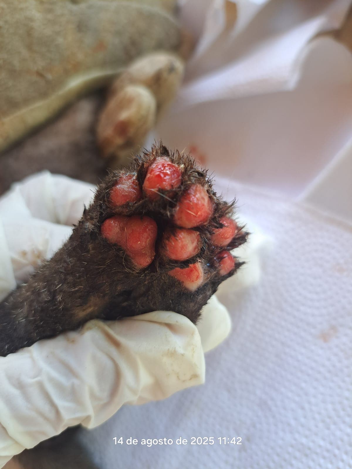 CETAS funciona como um hospital e um centro de reabilitação.