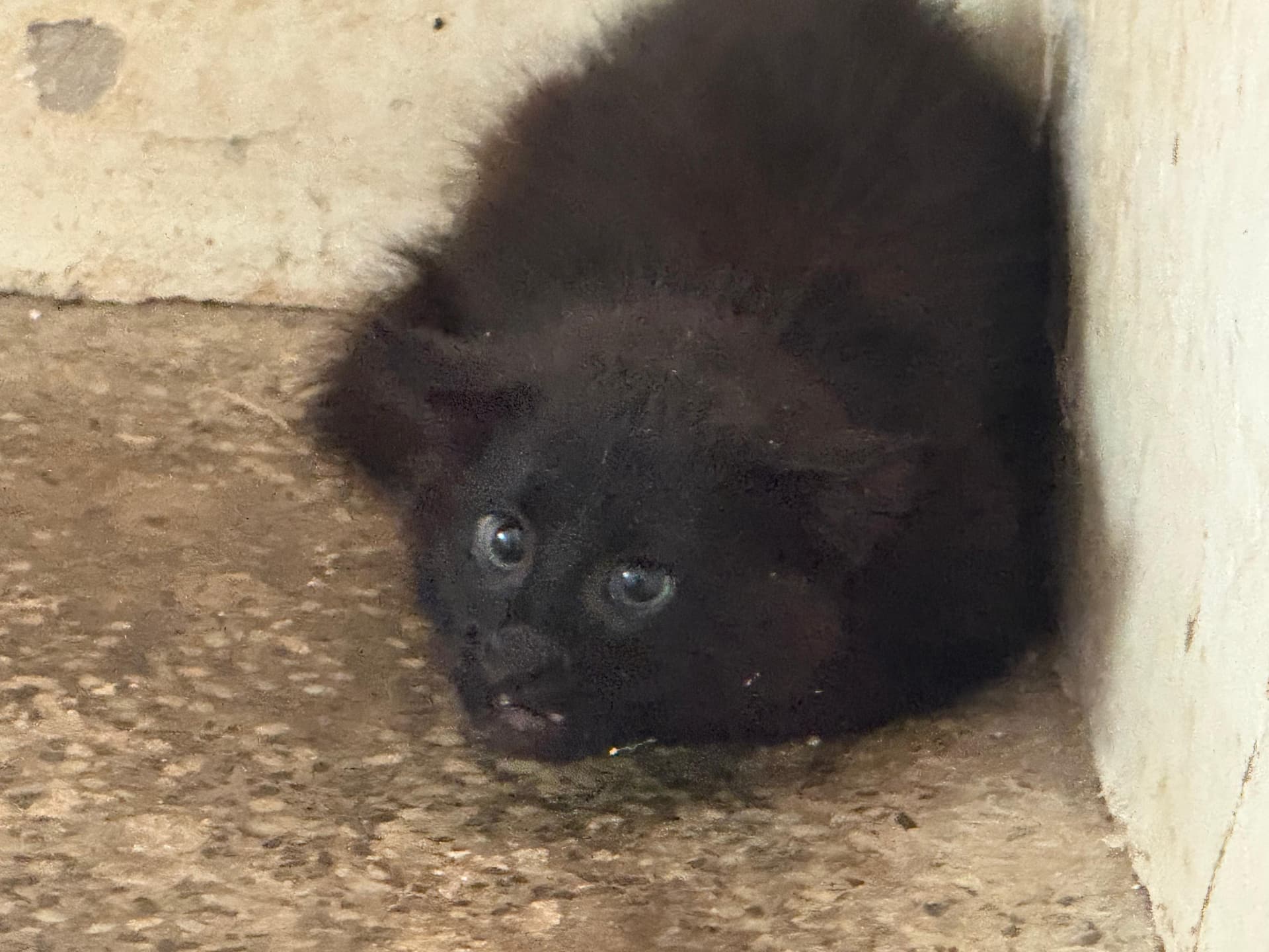 Entre cinzas e esperança: o cuidado do CETAS com os animais vítimas das queimadas no Piauí