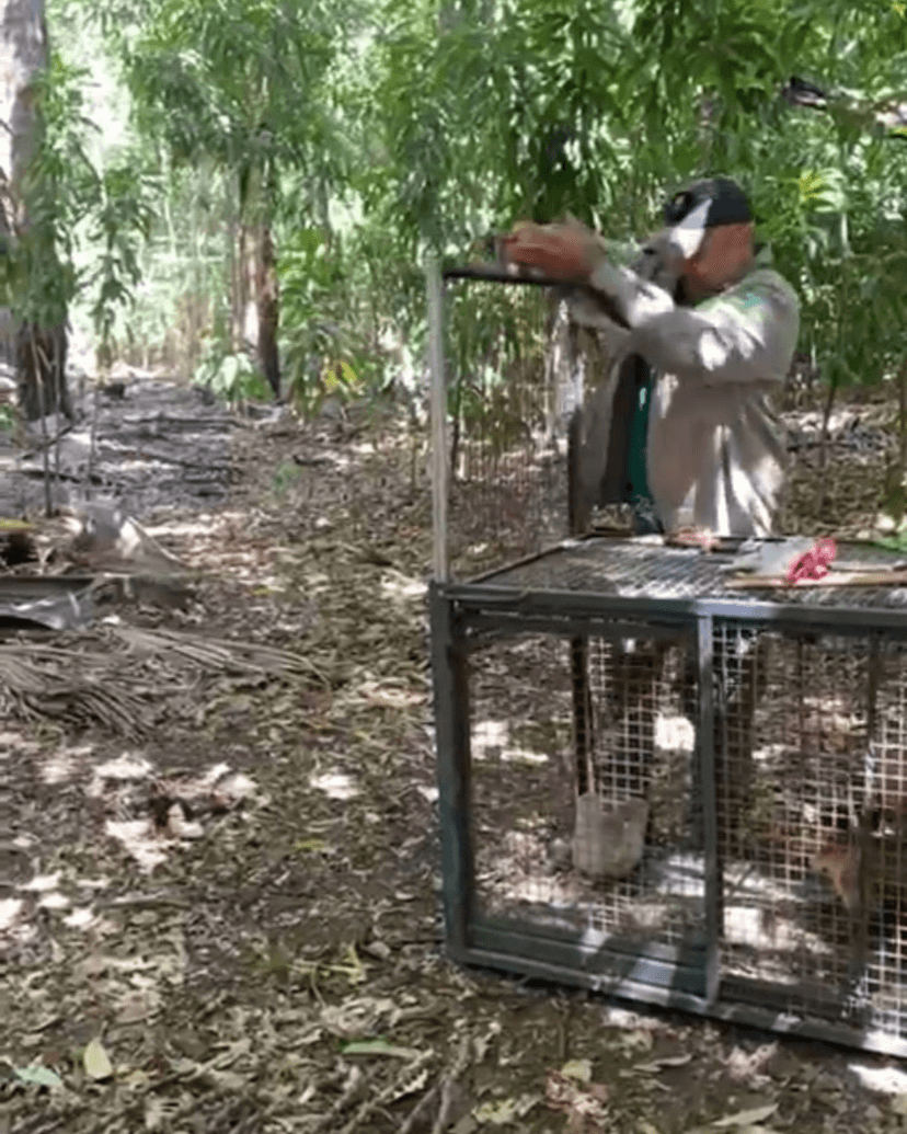 soltura-de-macacos-prego-na-serra-negra-reforca-compromisso-do-piaui-com-a-fauna-silvestre