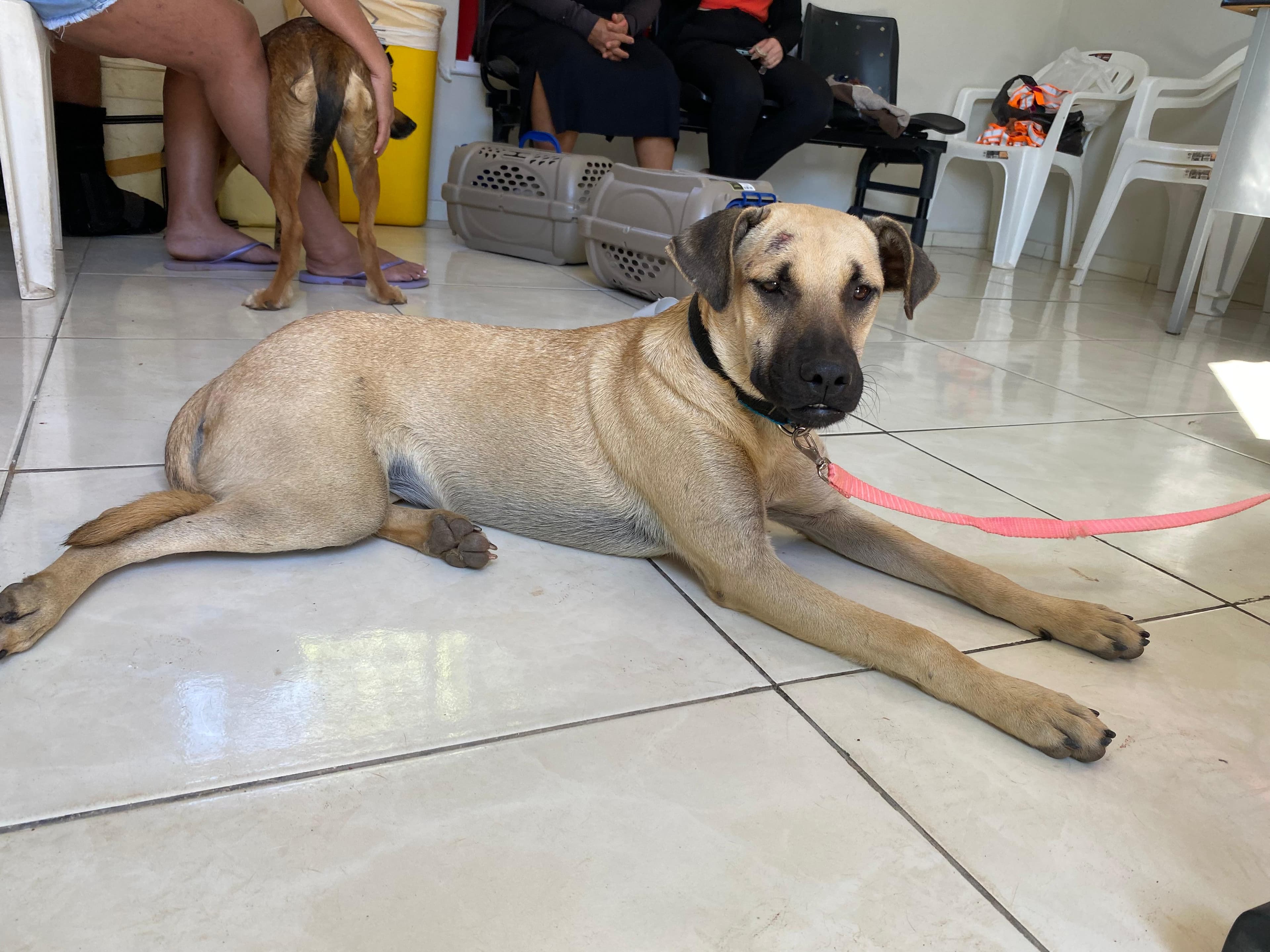 Semarh e SSP realizam reunião de monitoramento de ações da Lei Estadual 8.700/2025 -Protocolo de Bem-estar Animal.