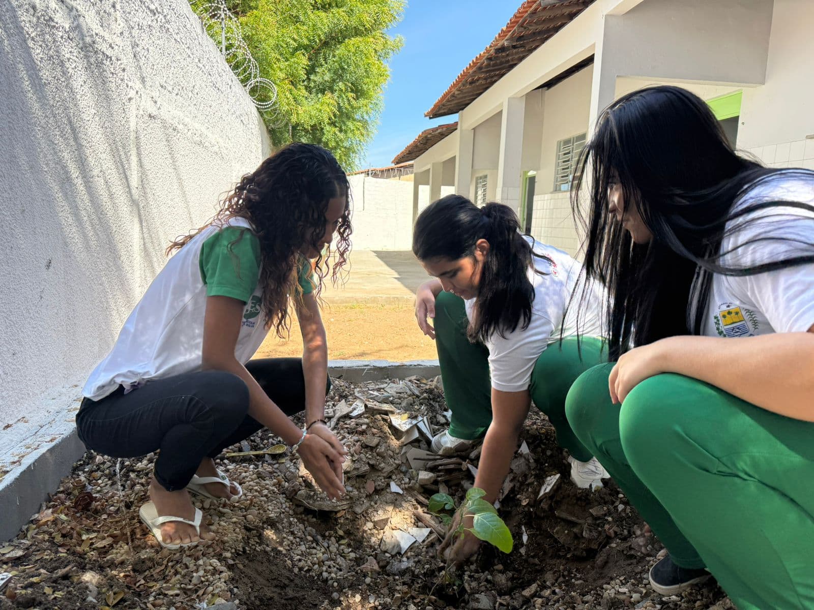 Mudas sendo plantadas durante a ação